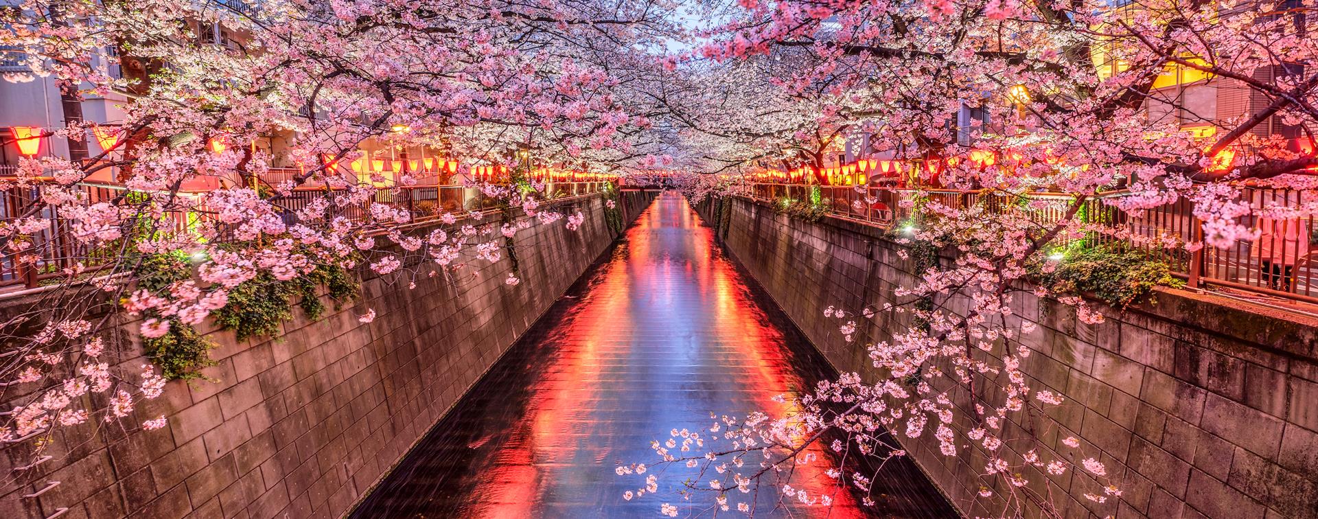 Picture of cherry blossoms along a river in Japan.